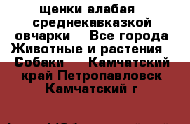 щенки алабая ( среднекавказкой овчарки) - Все города Животные и растения » Собаки   . Камчатский край,Петропавловск-Камчатский г.